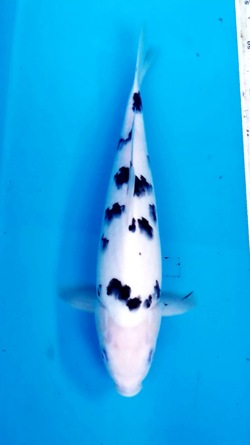 Juara 1