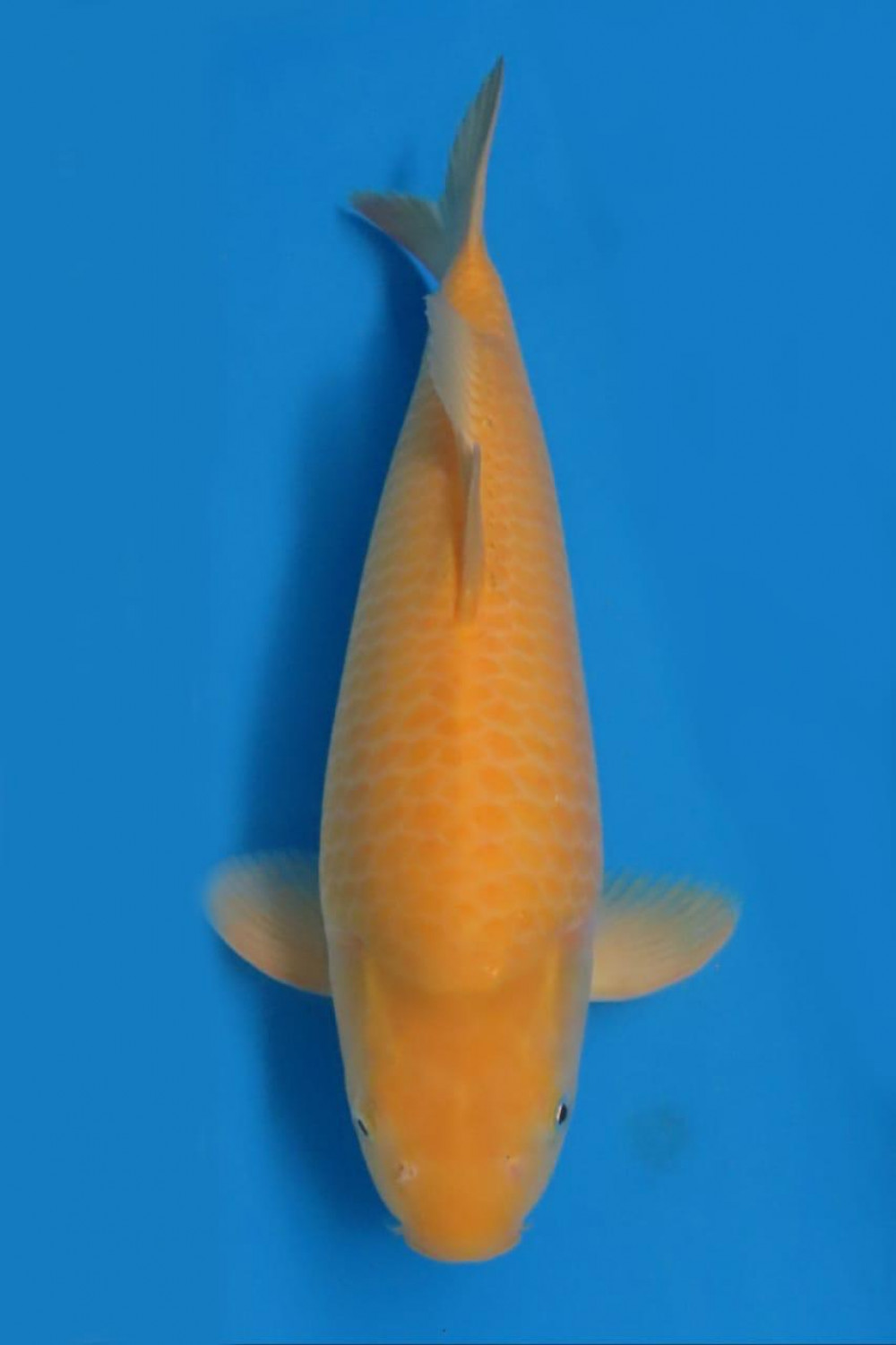Juara 4
