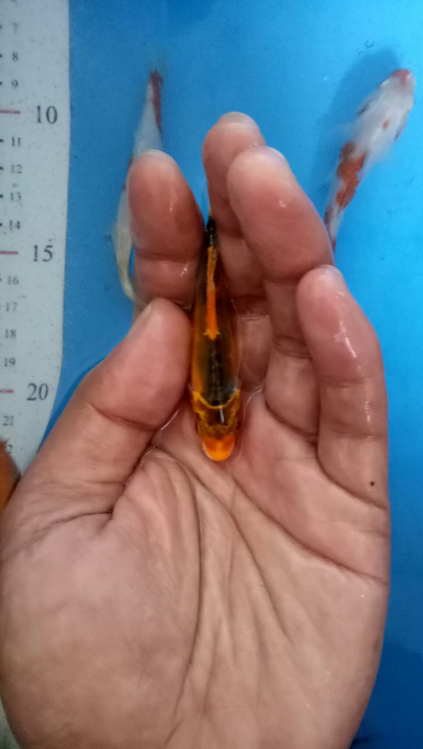 Juara 5