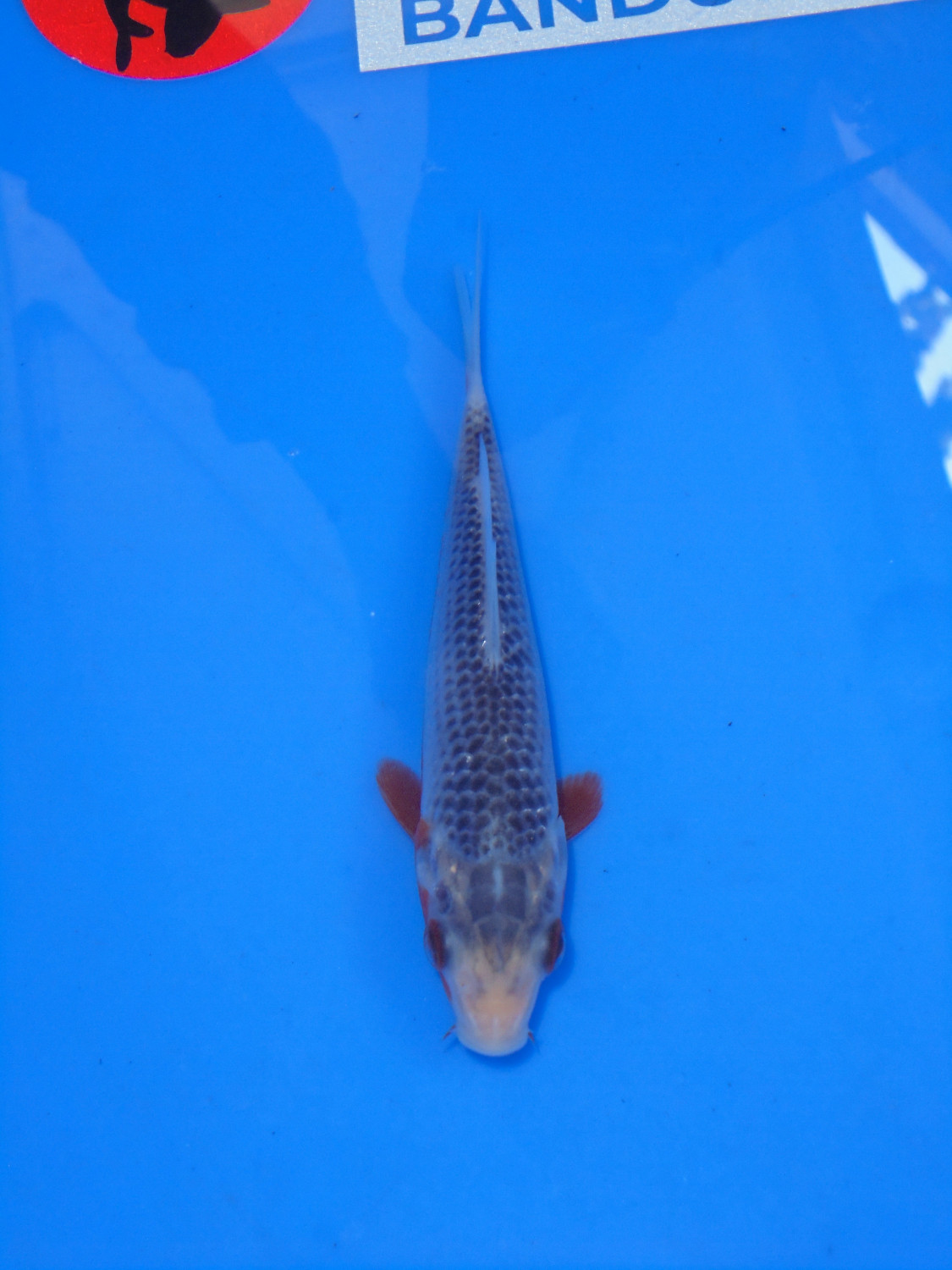 Best In Size D Up 10 cm