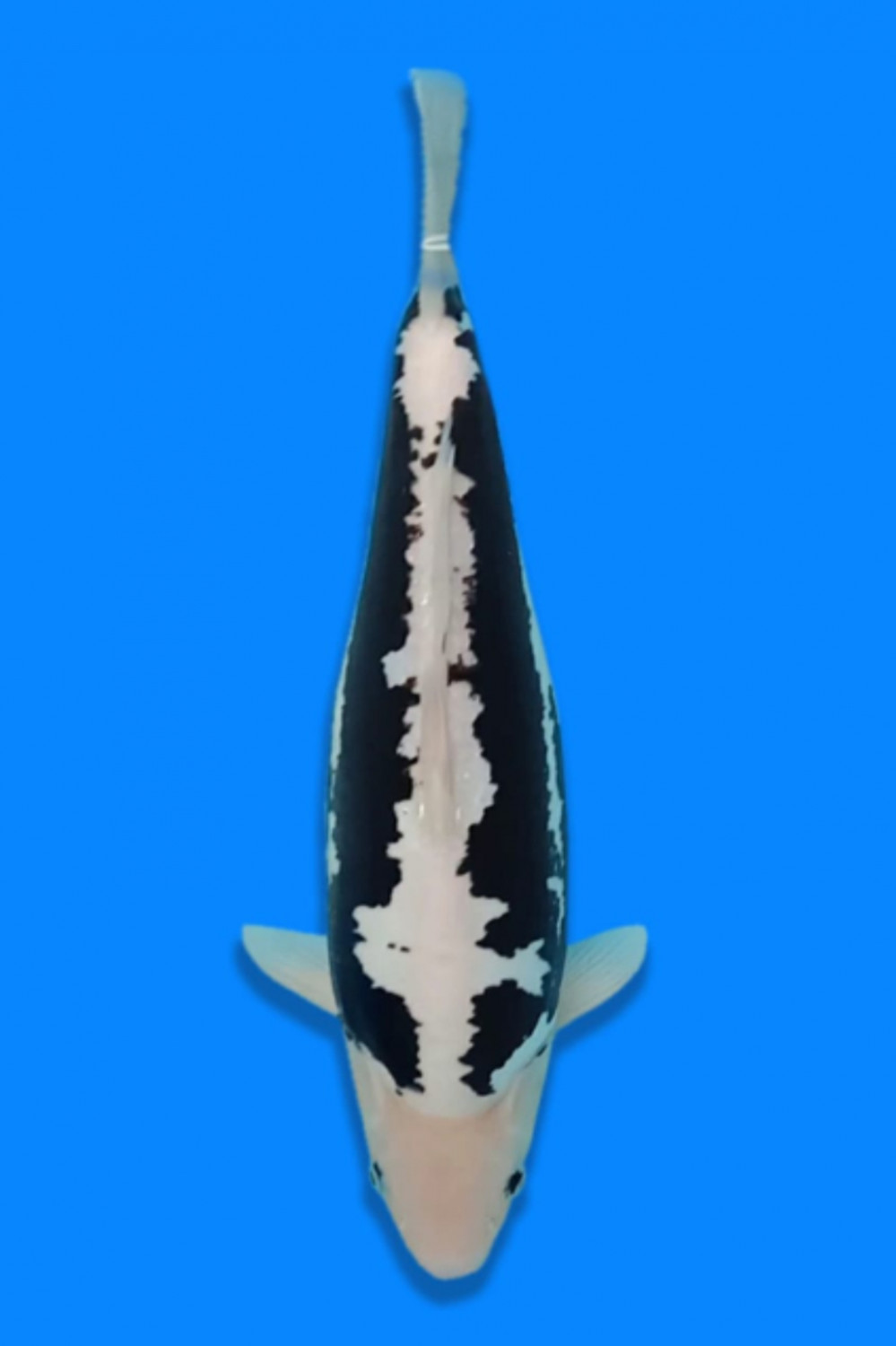 Juara 2