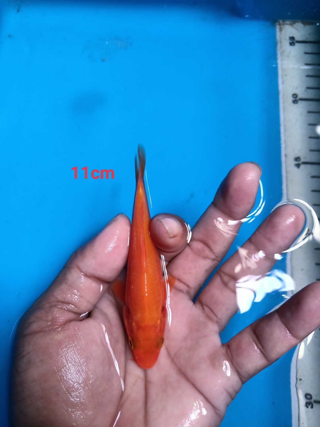 Juara 4