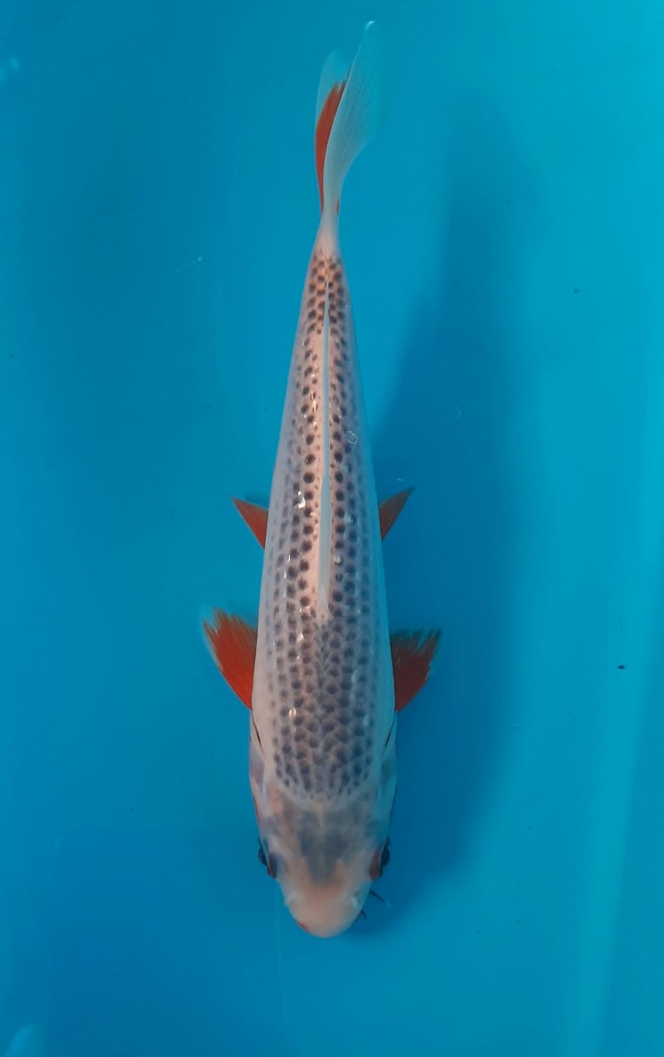 Juara 2