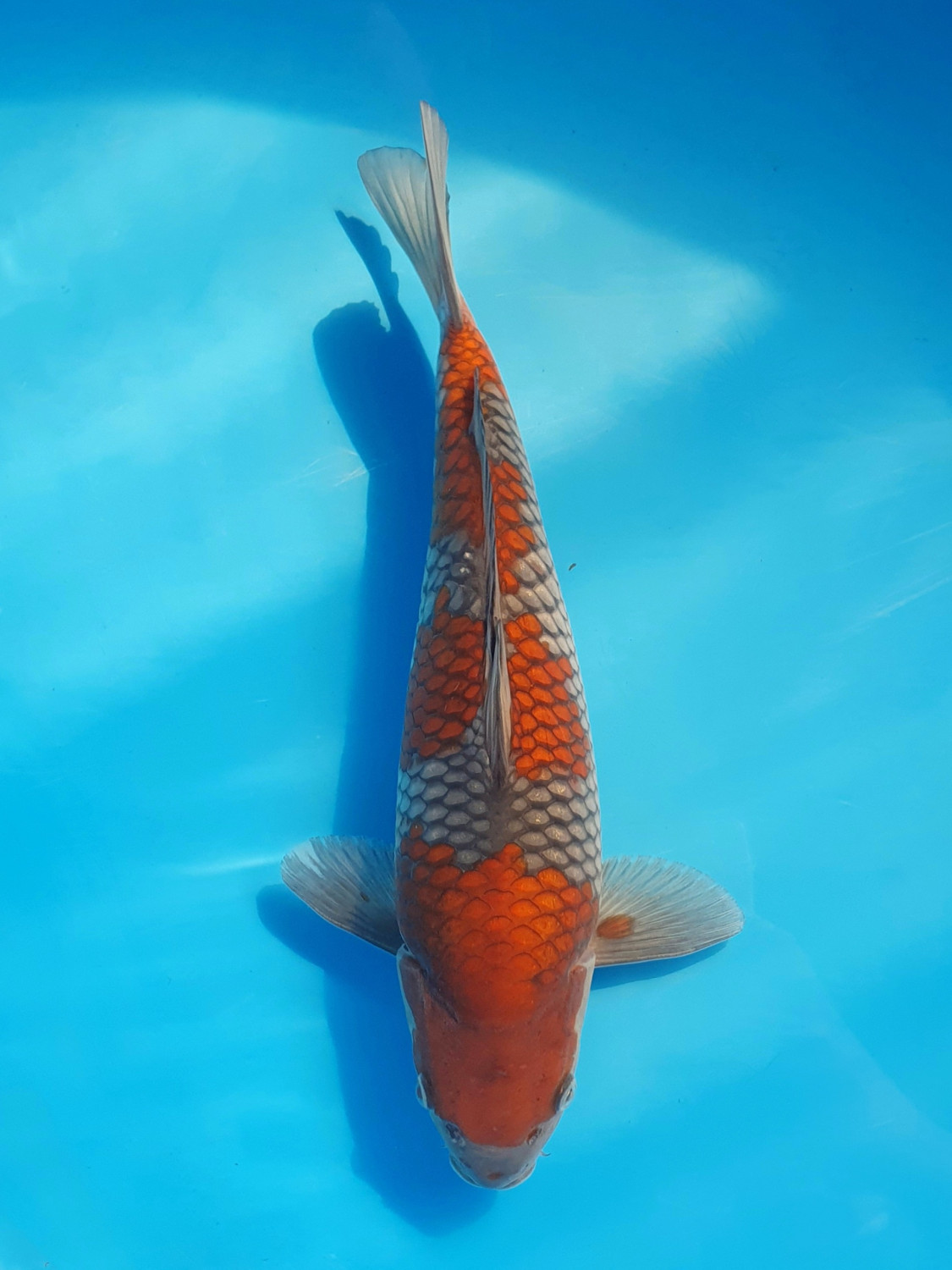 Juara 1