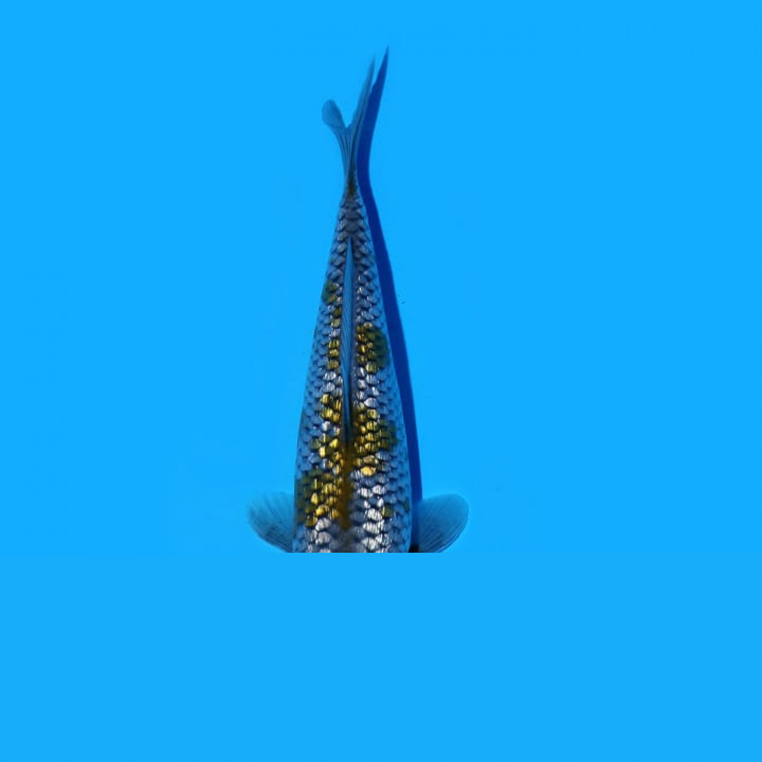 Juara 3