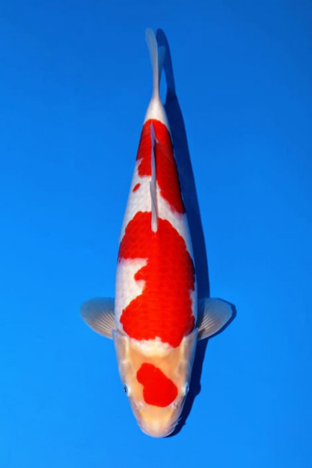 Juara 5