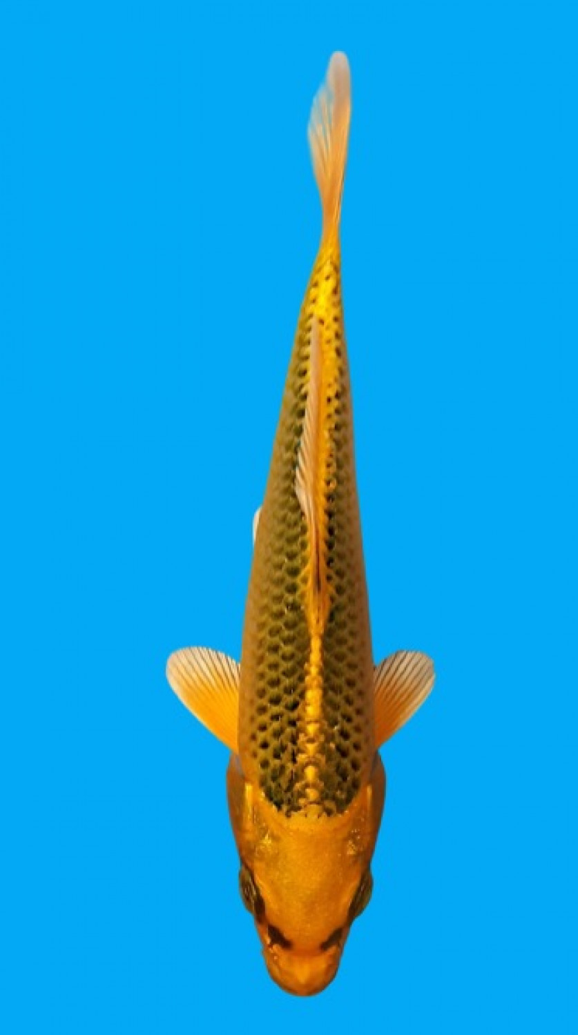 Best In Size E 11-15 cm