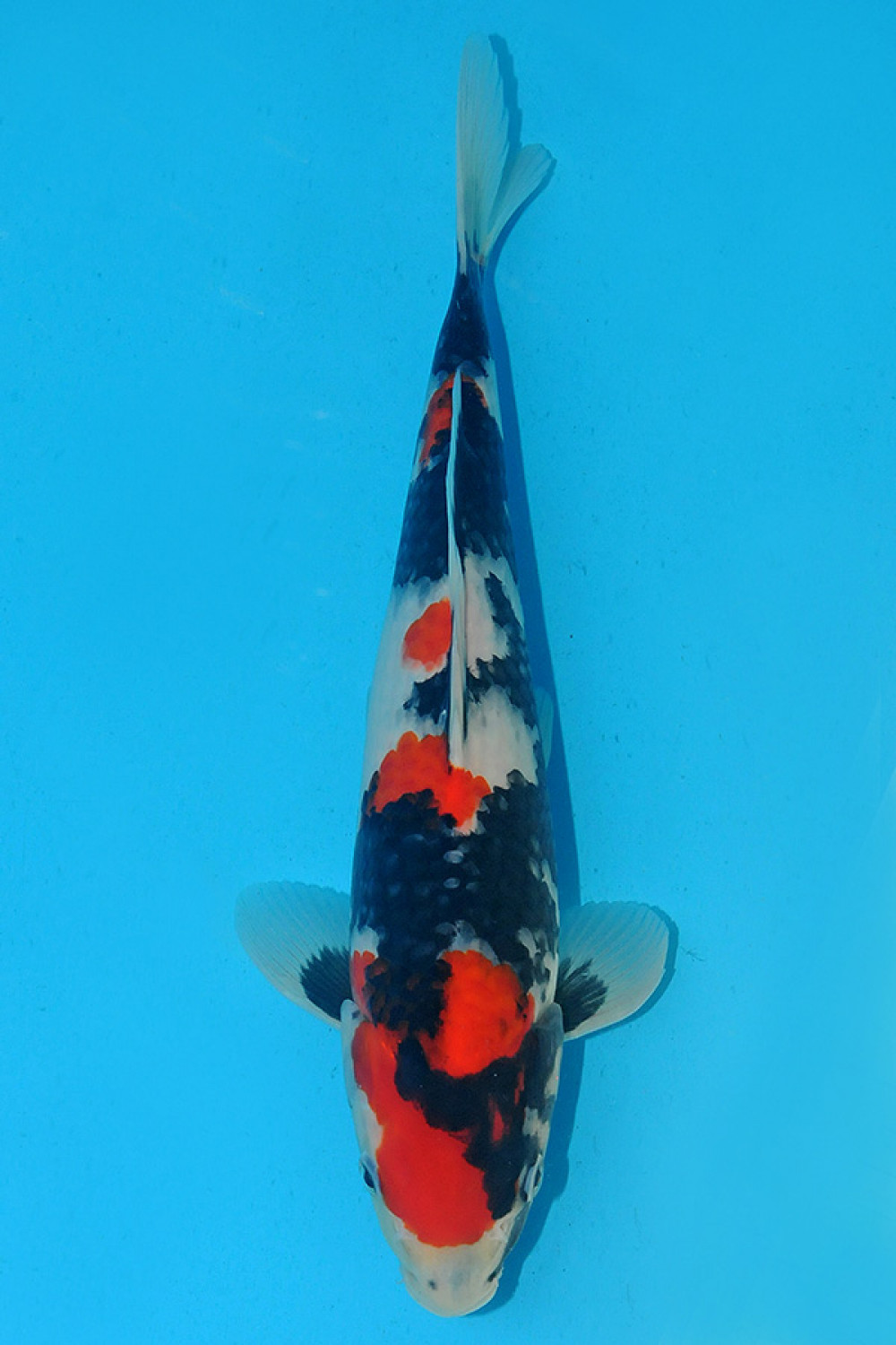 Juara 2