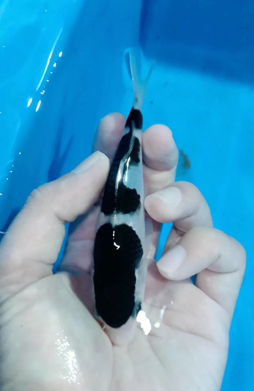 Juara 4