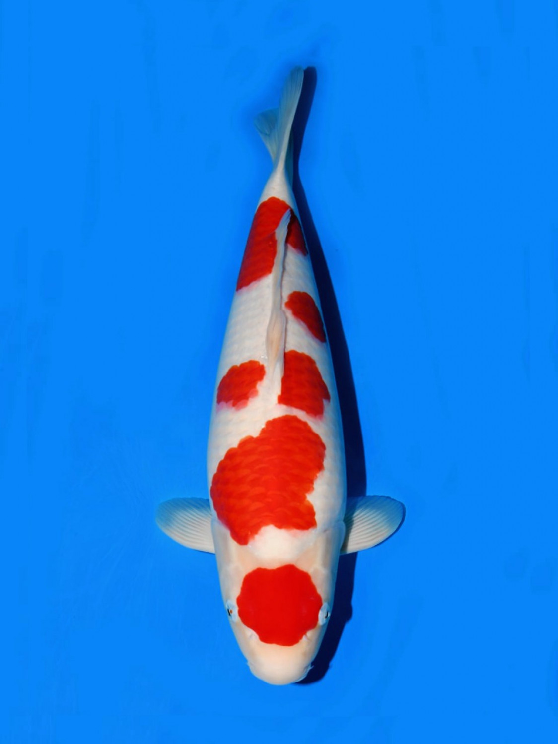 Juara 5