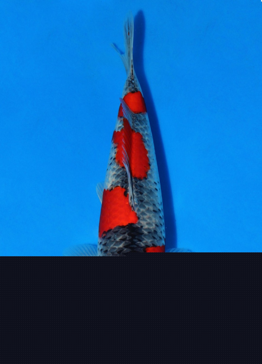 Juara 1