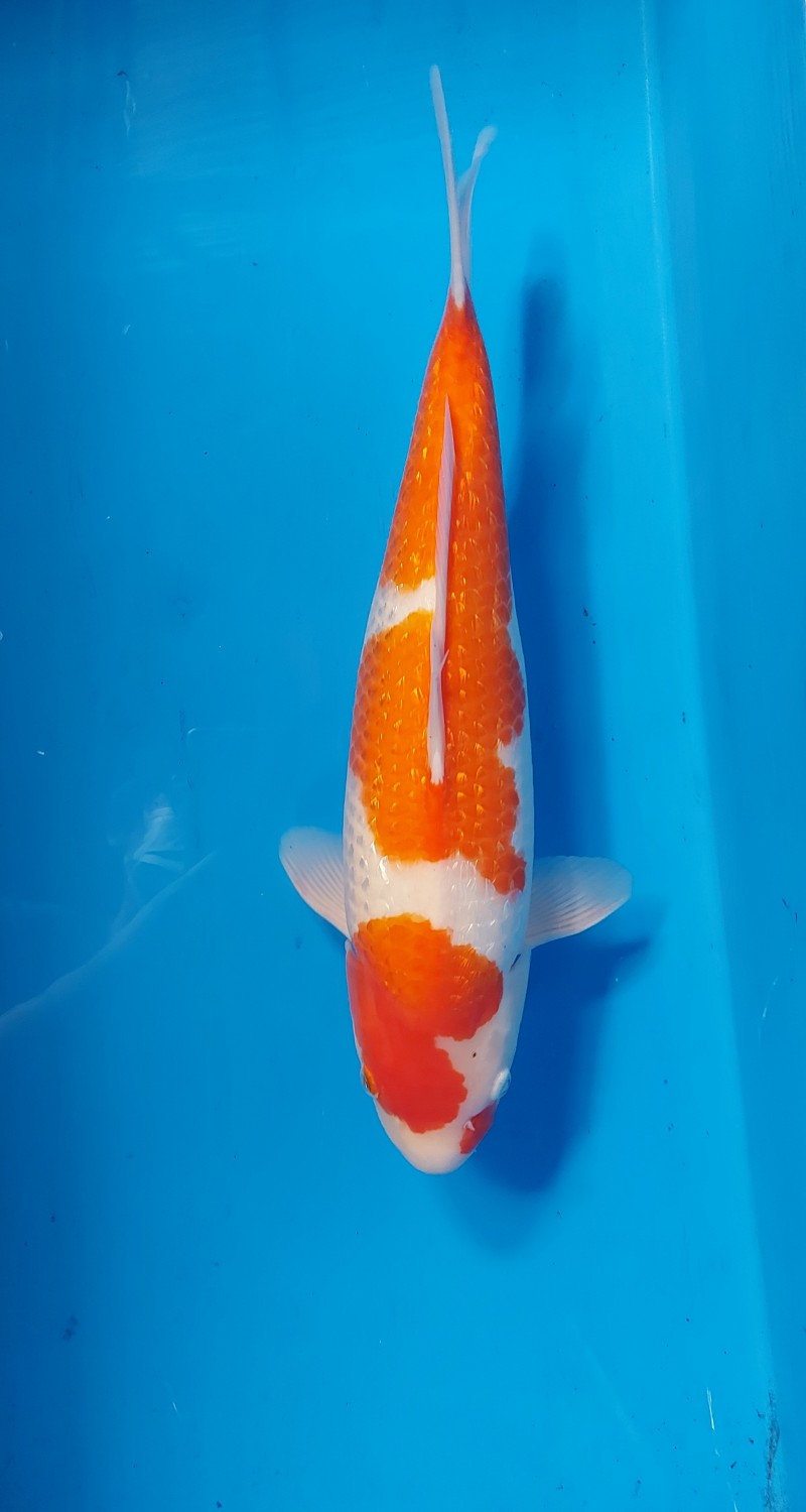 Best In Size B 41 - 45 cm