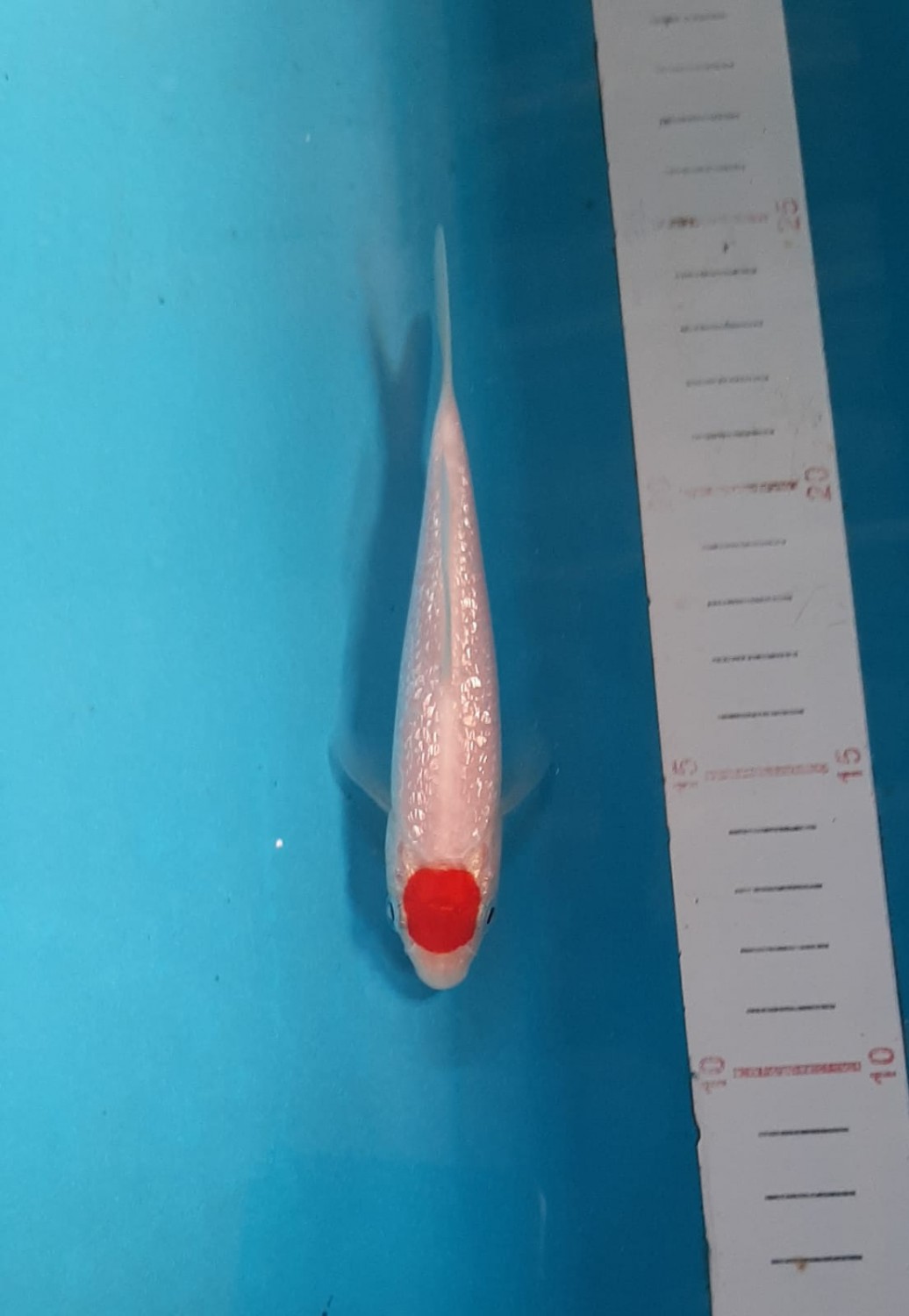 Best In Size C Up 12 cm