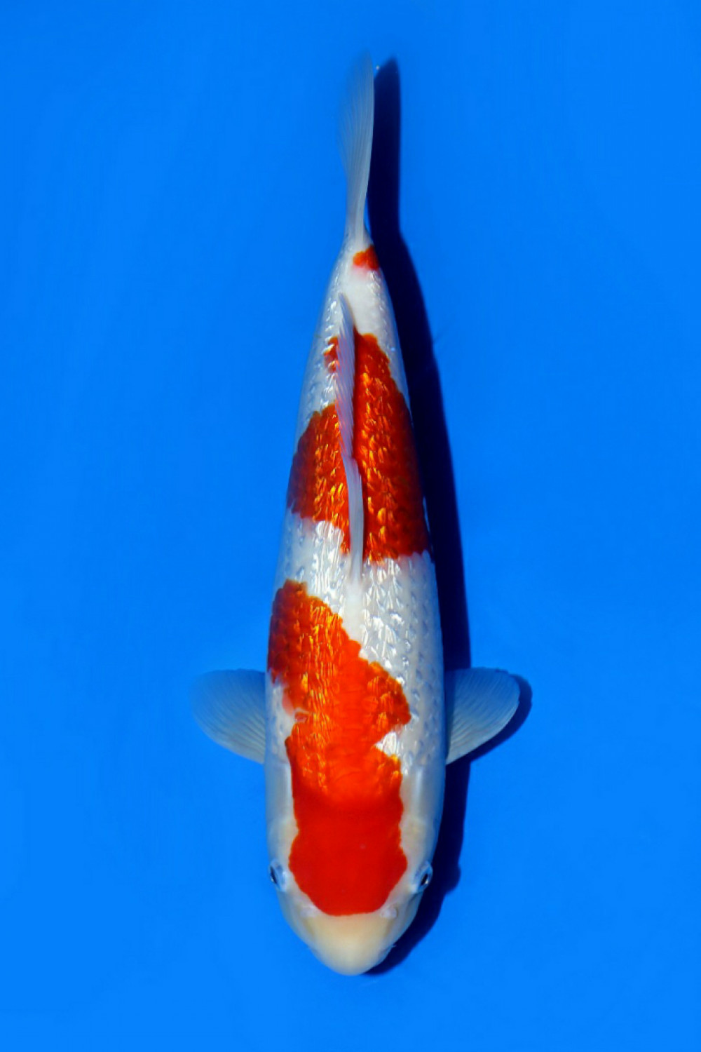 Juara 4