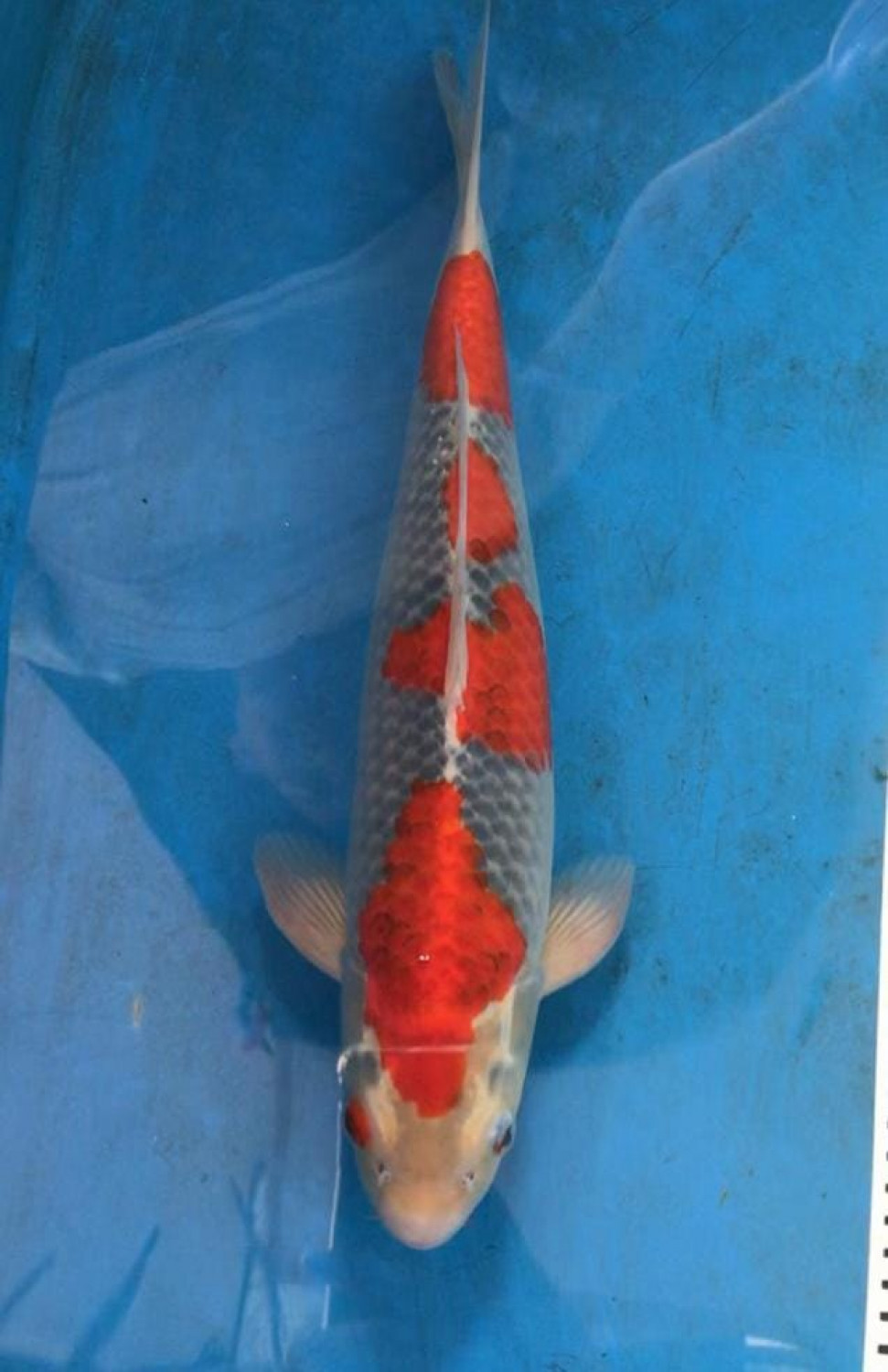 Juara 1