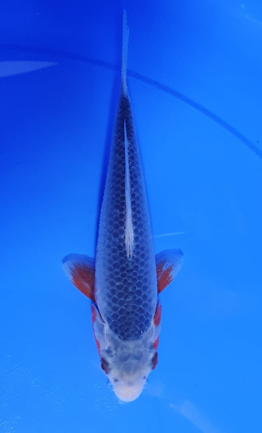 Juara 2