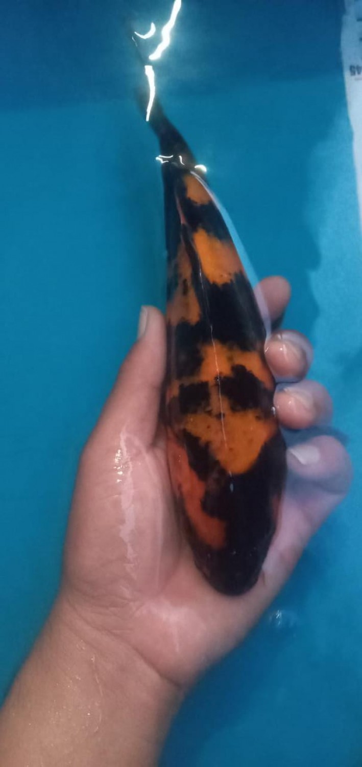 Juara 1