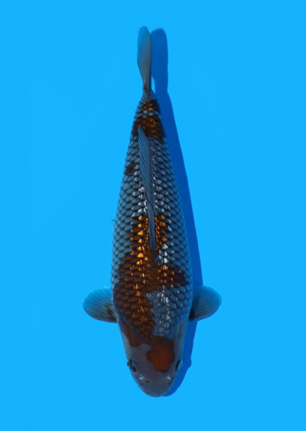 Juara 2