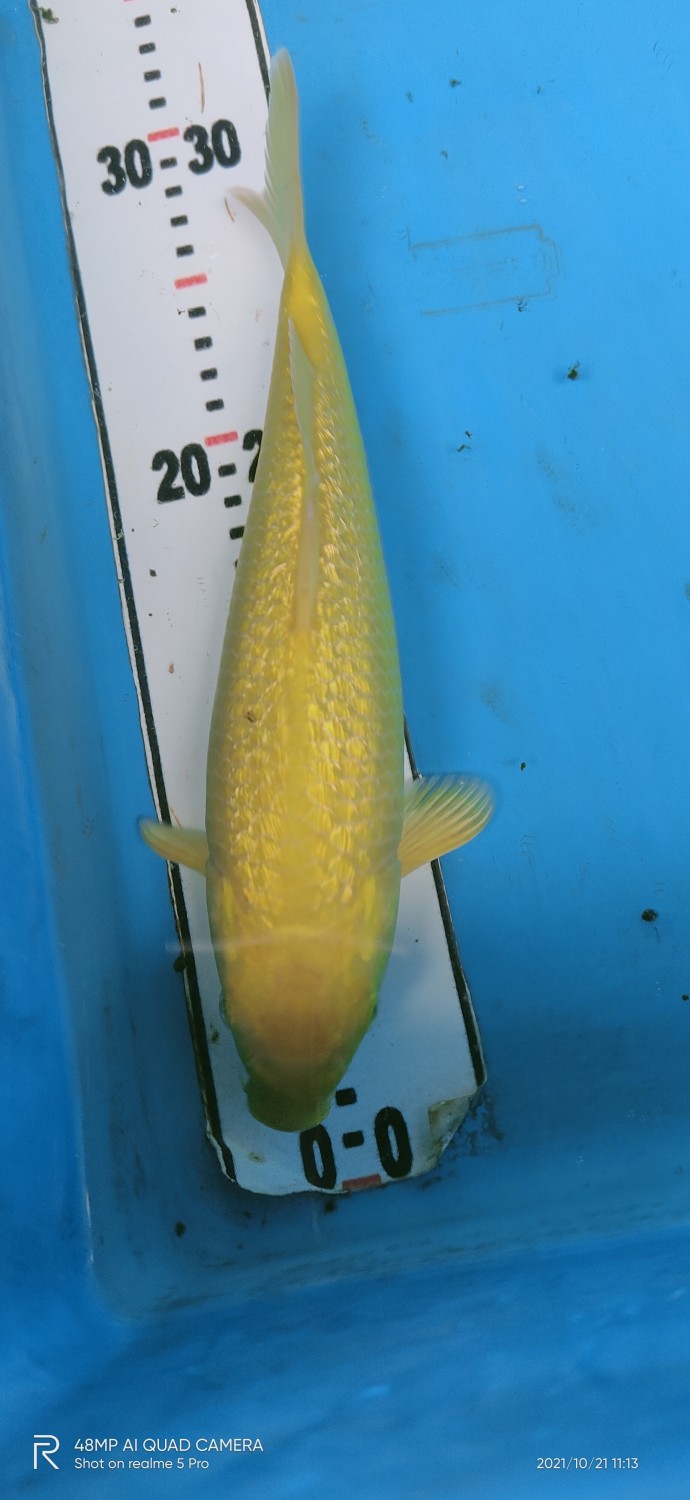 Juara 2