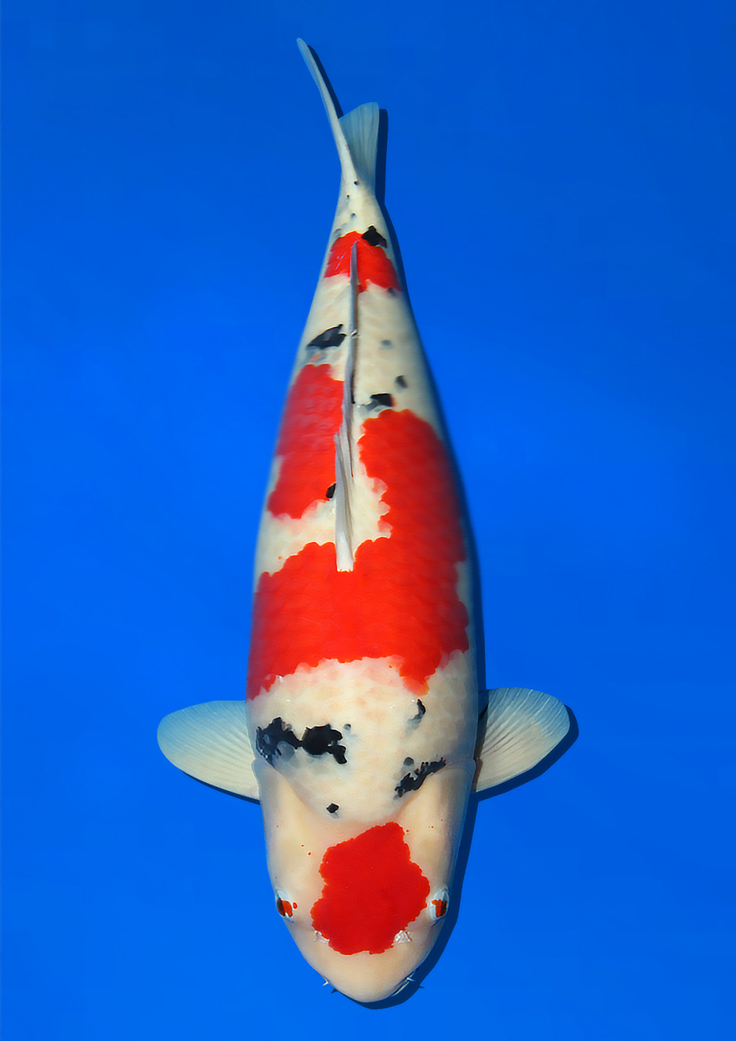 Juara 1