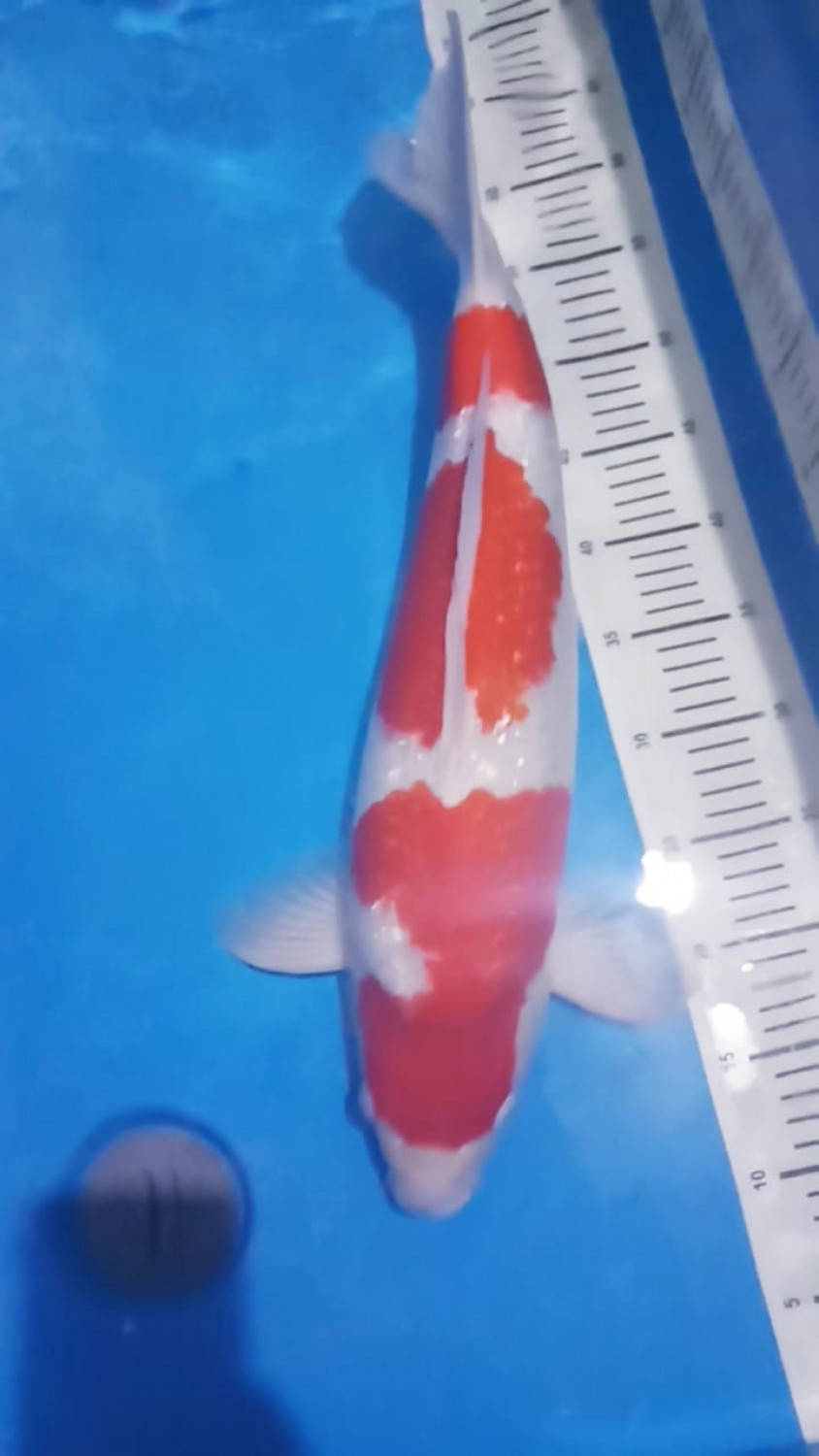 Juara 1