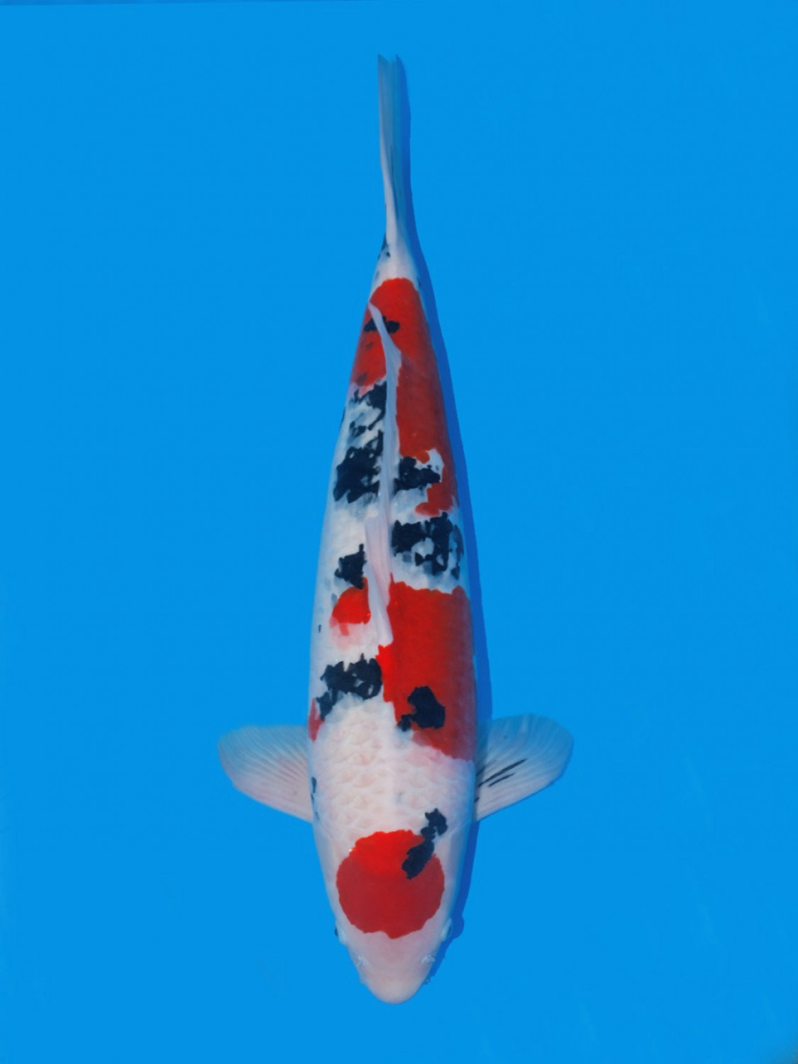 Juara 2