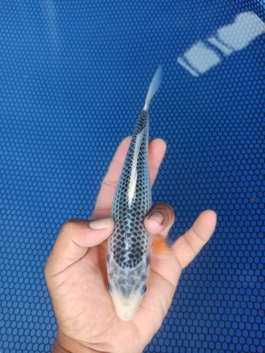 Juara 4