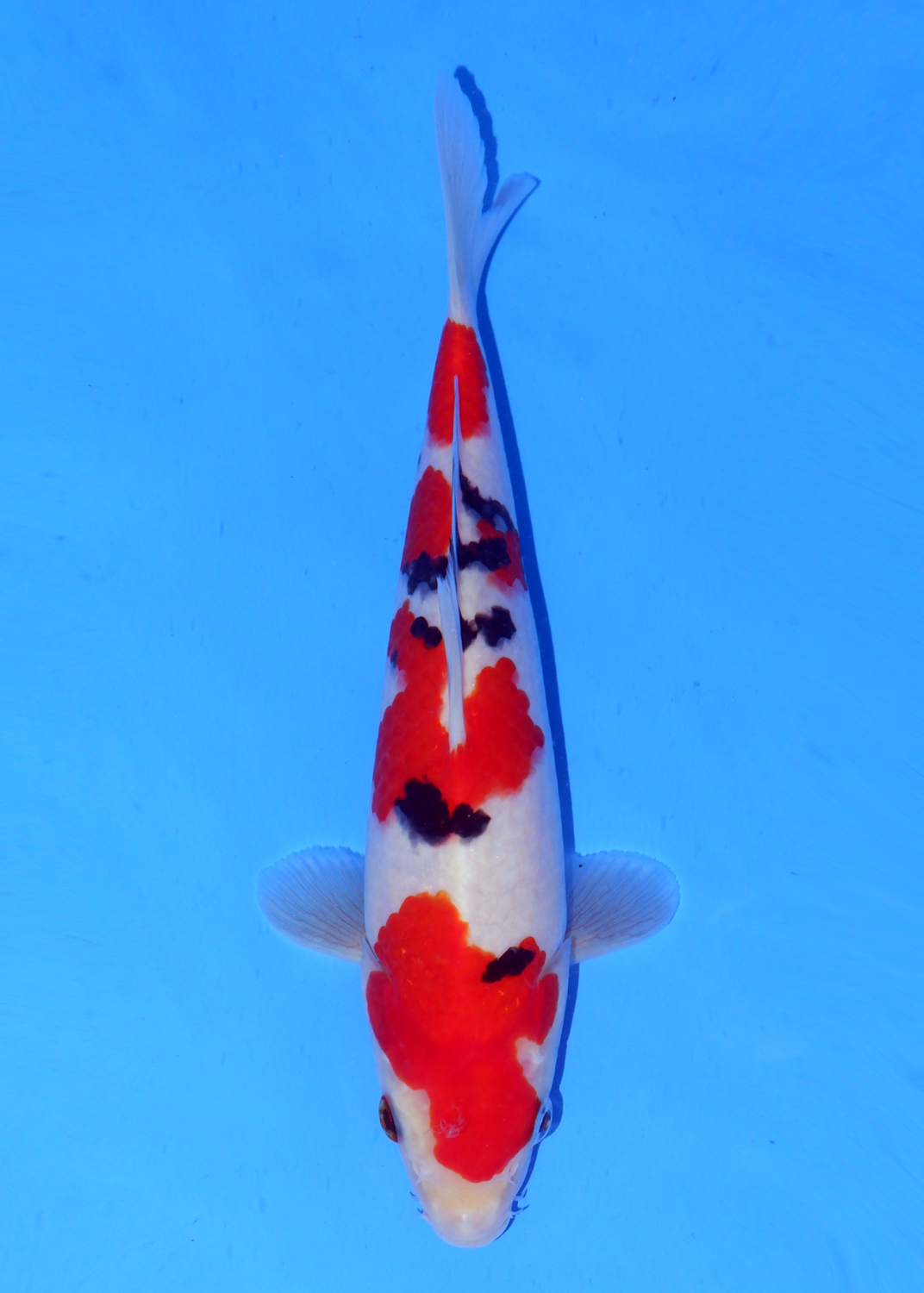 Juara 1