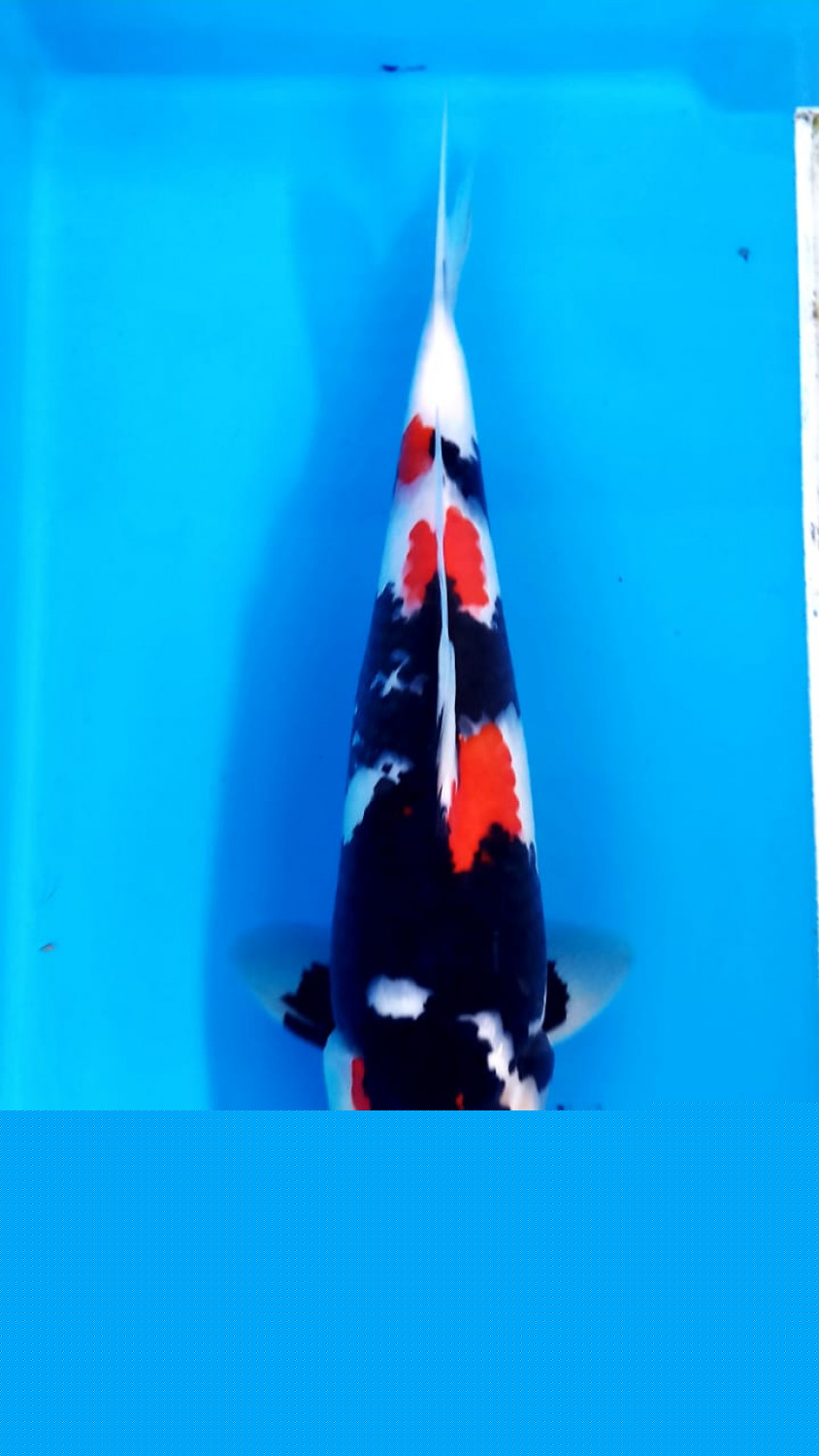 Best In Size A 26 - 30 cm