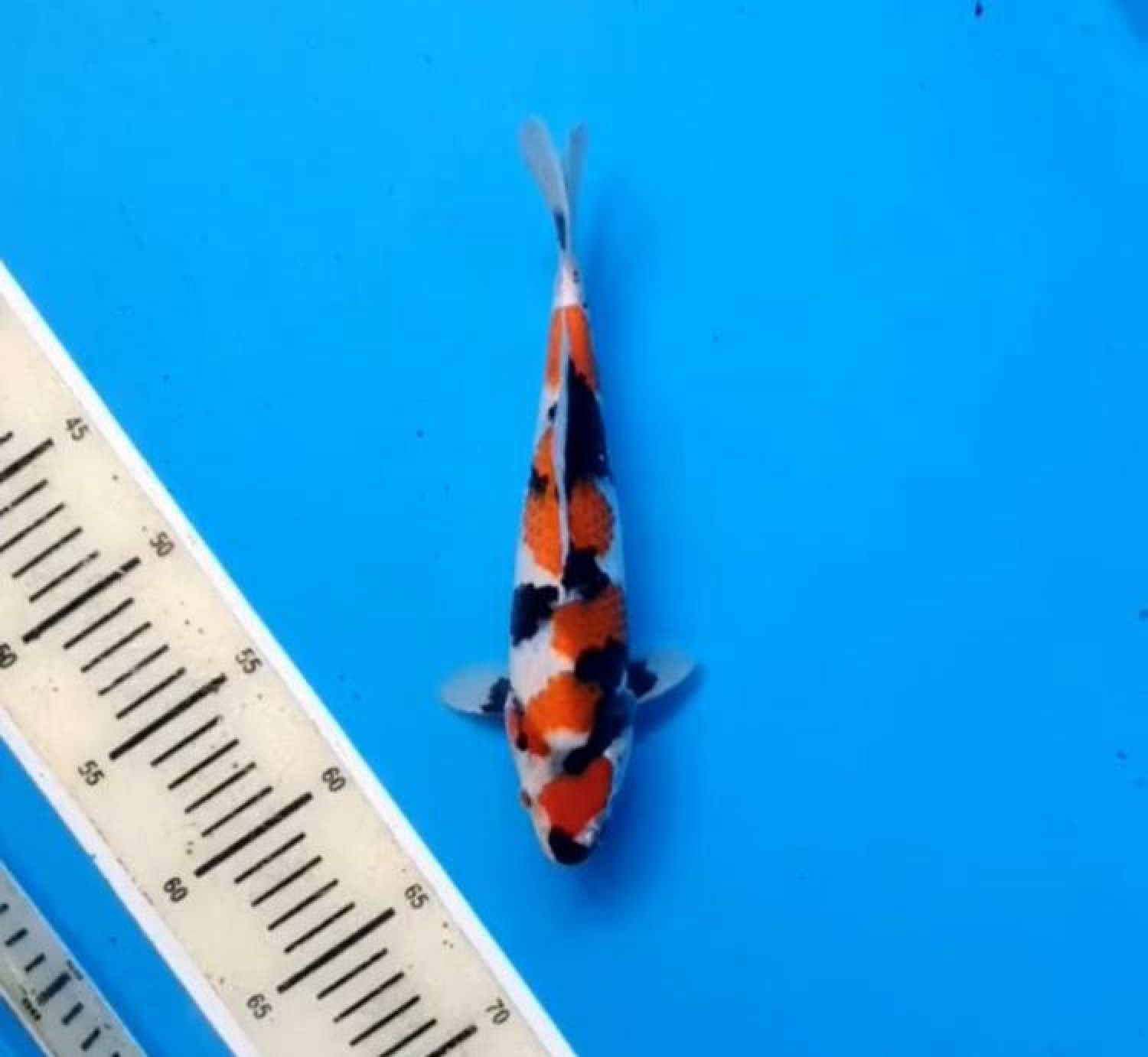 Best In Size A 21 - 25 cm