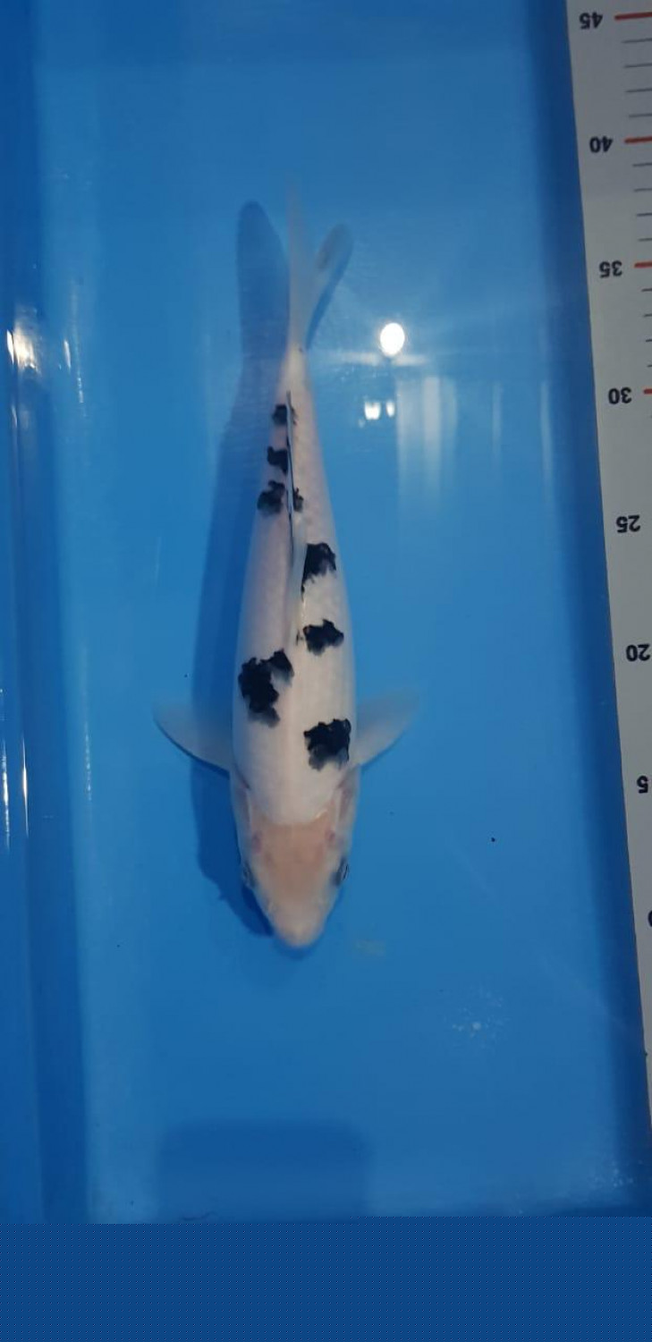Best In Size D 21 - 25 cm