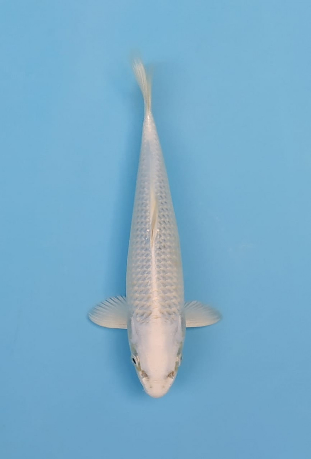 Juara 1
