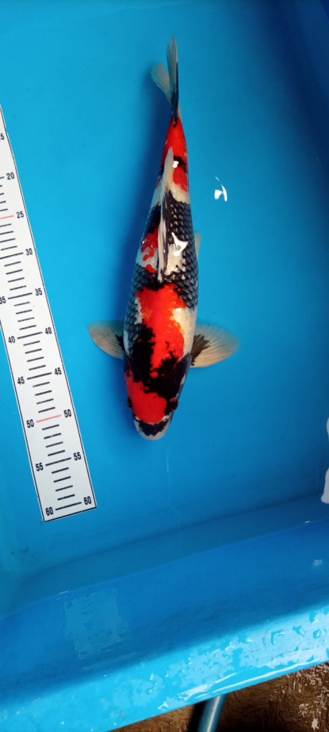 Best In Size B 41 - 45 cm