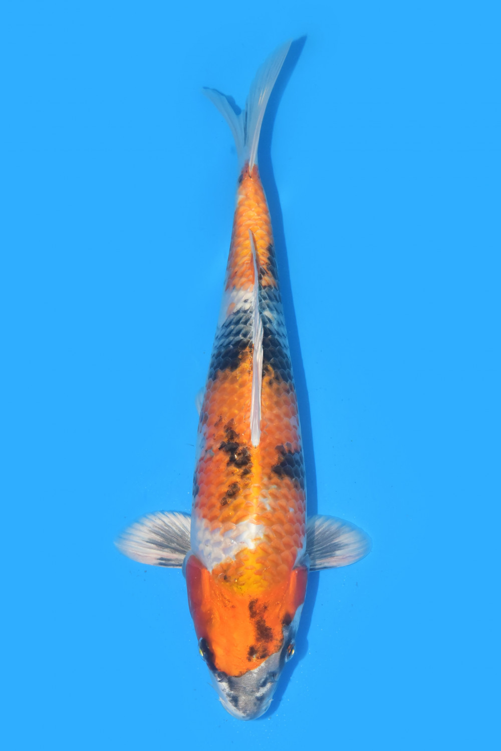 Juara 2