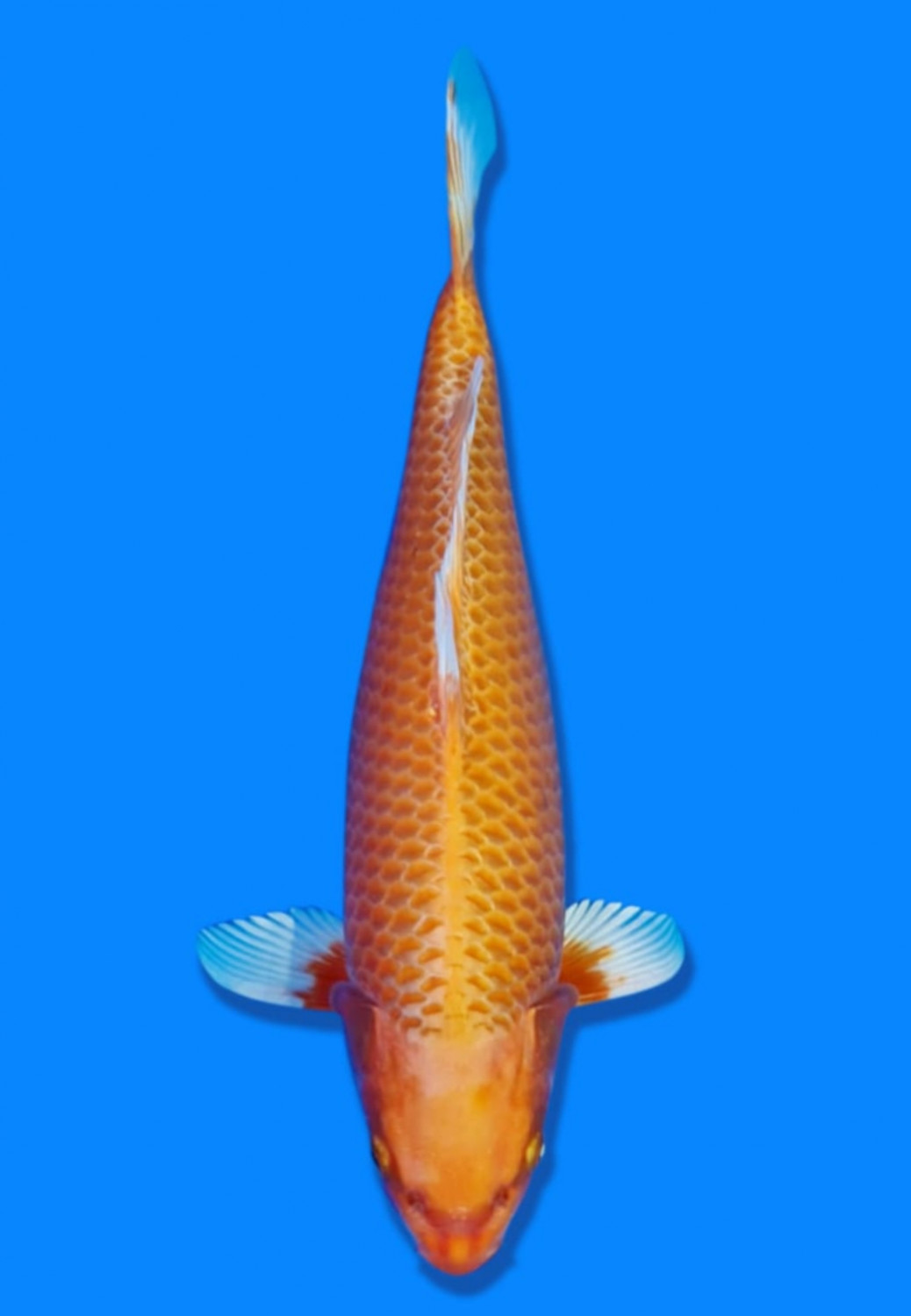 Juara 5