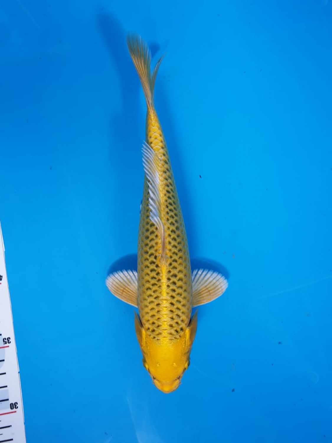 Juara 1