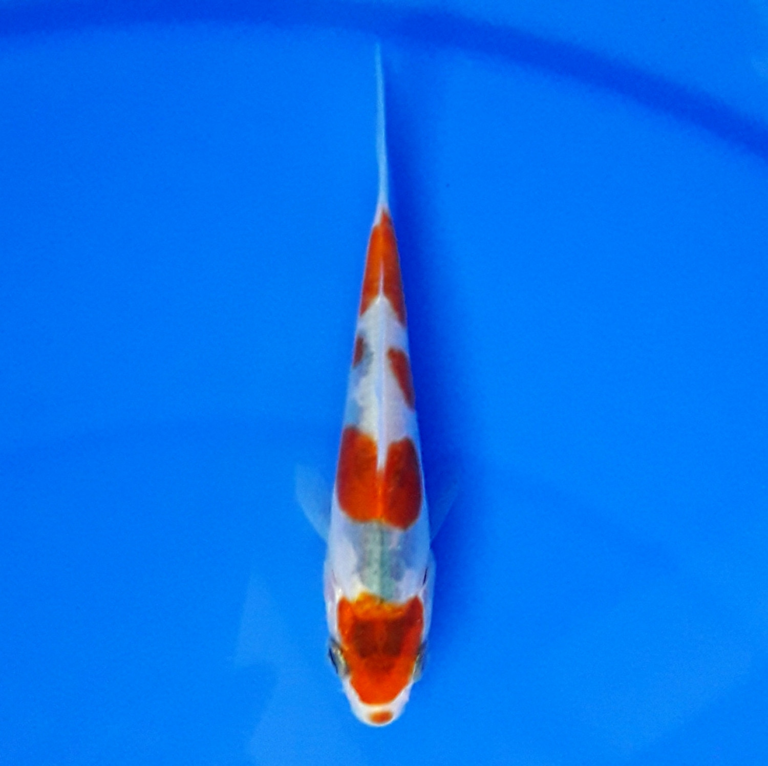 Juara 5