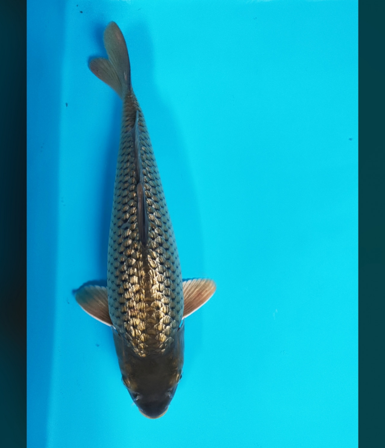 Best In Size E 26 - 30 cm