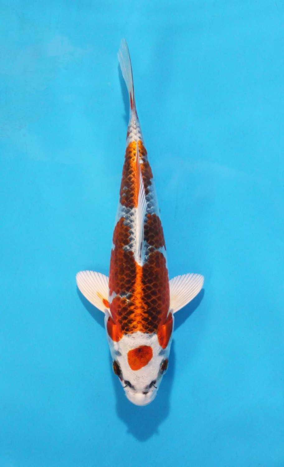 Juara 1