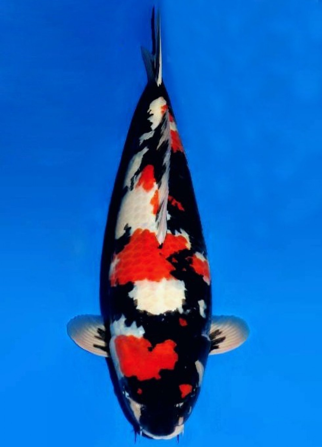 Juara 1