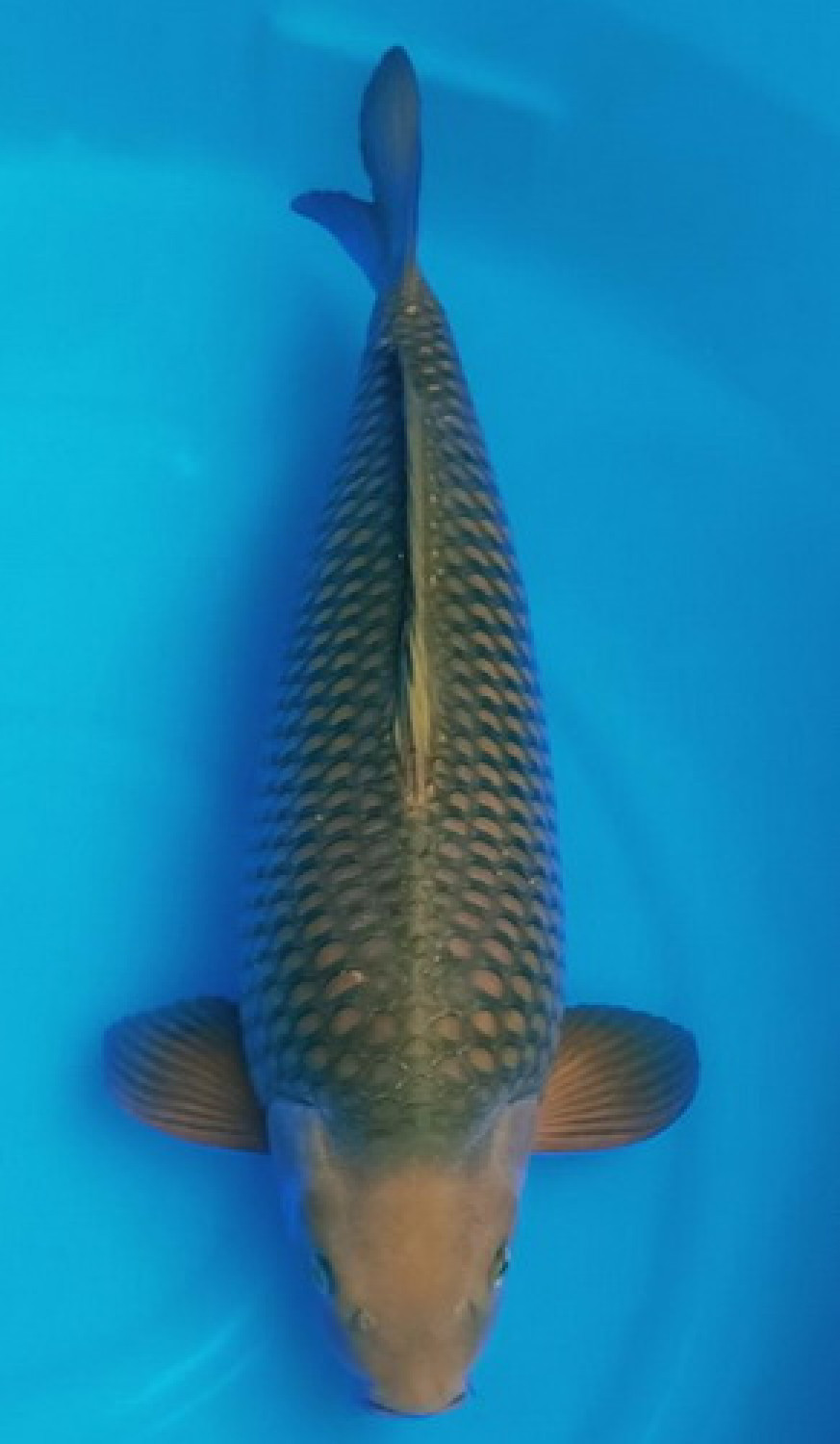 Juara 1