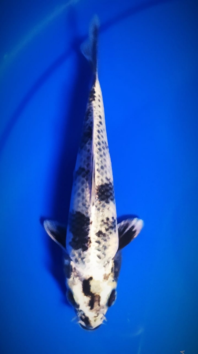 Juara 1