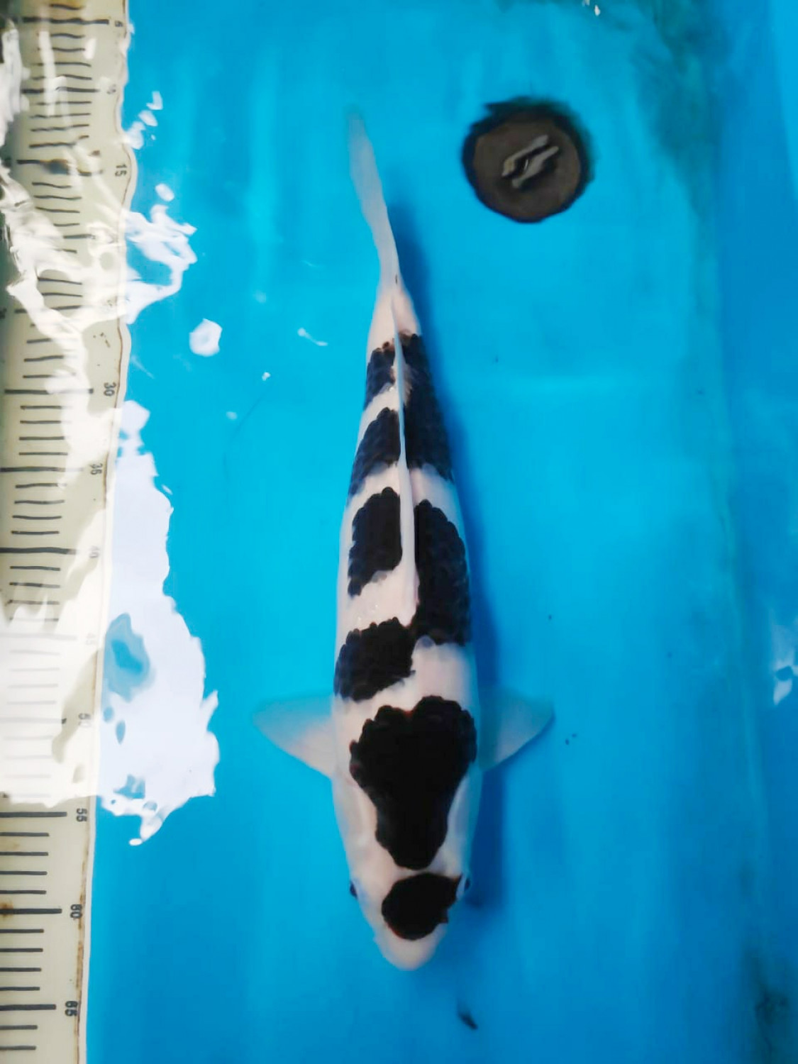 Juara 1