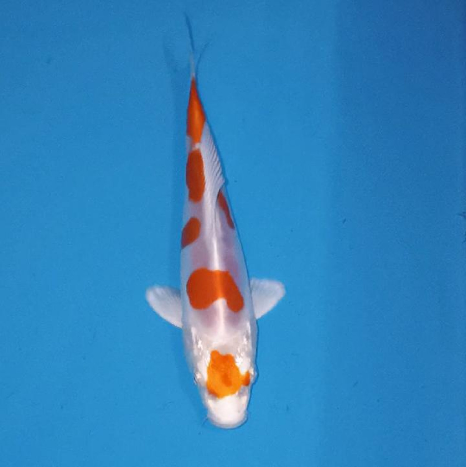 Juara 4