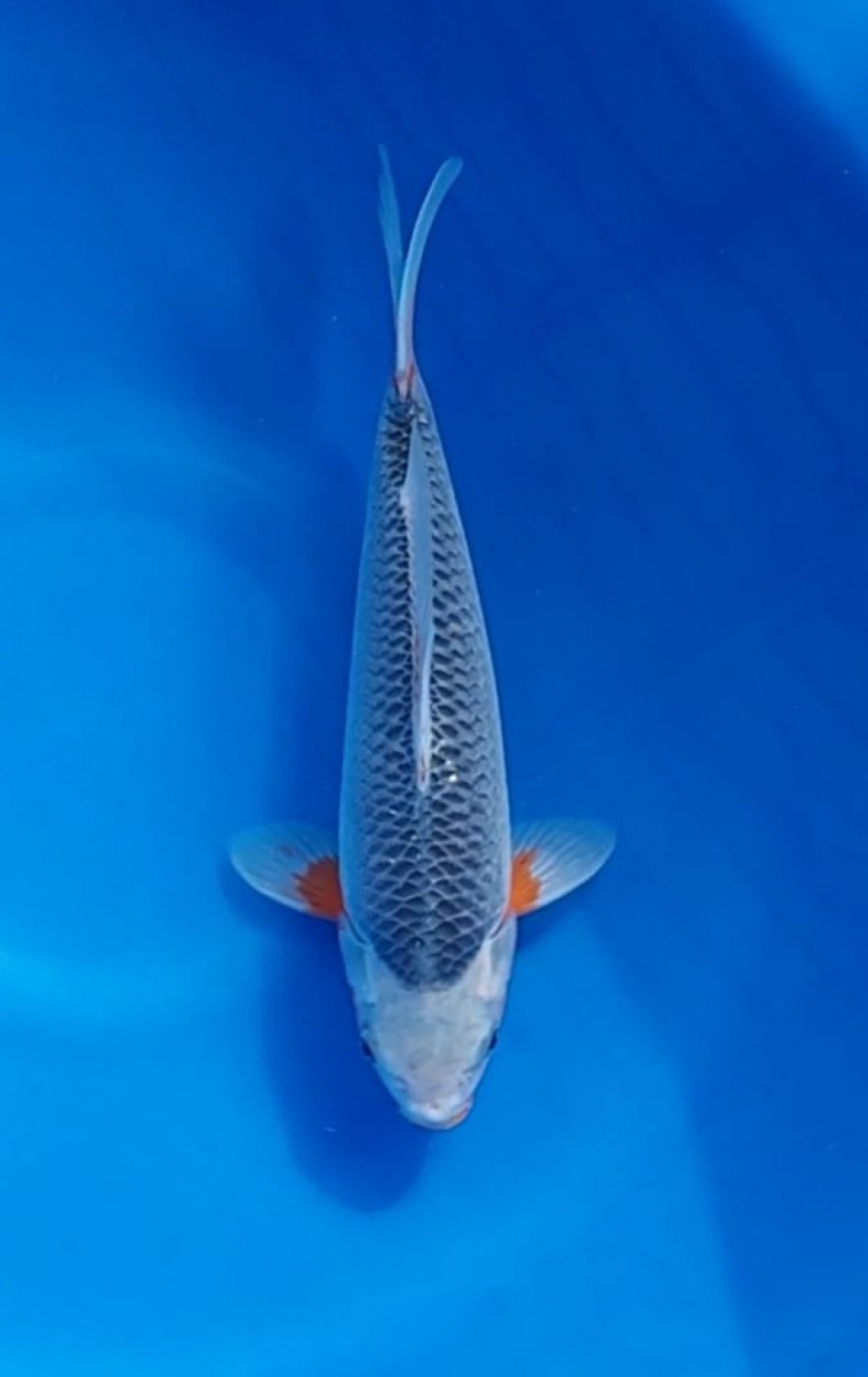 Best In Size D 26 - 30 cm