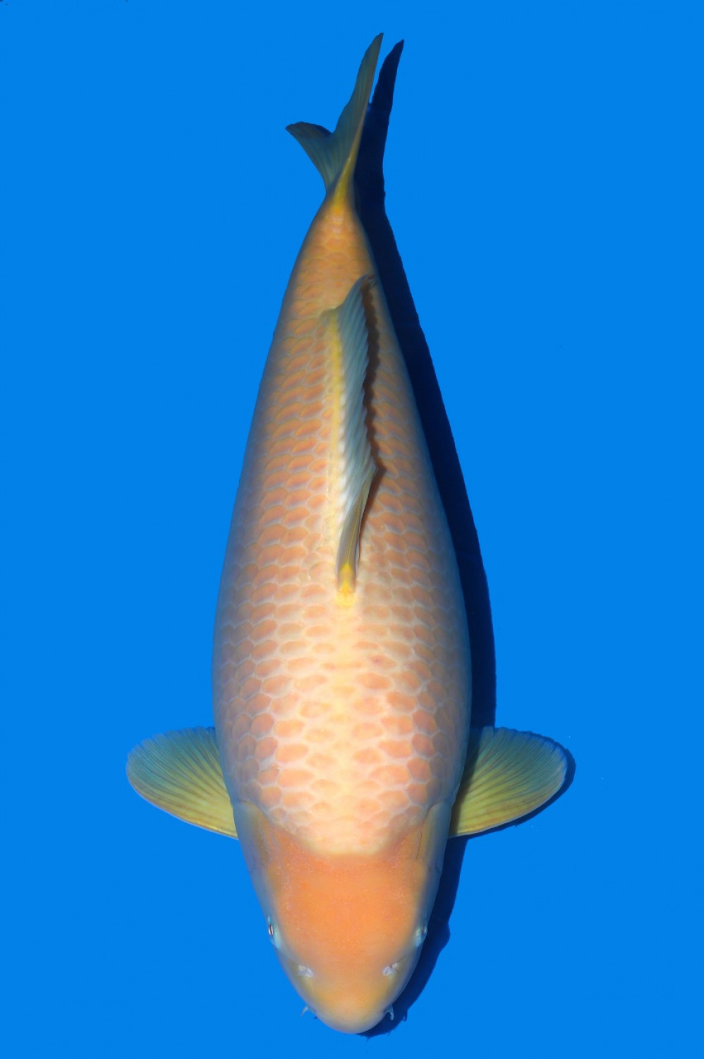Adult Champion E