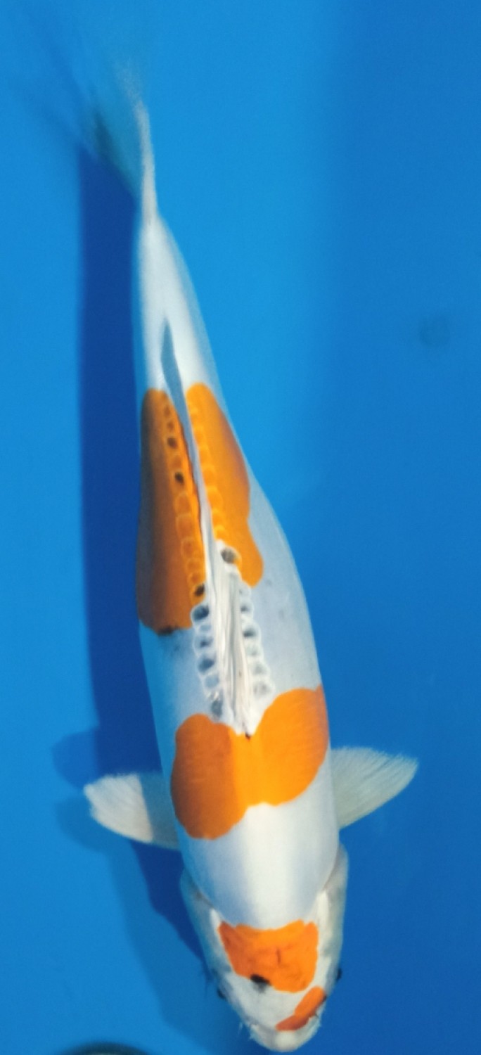 Juara 1