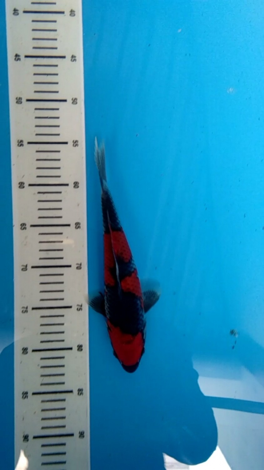 Juara 1