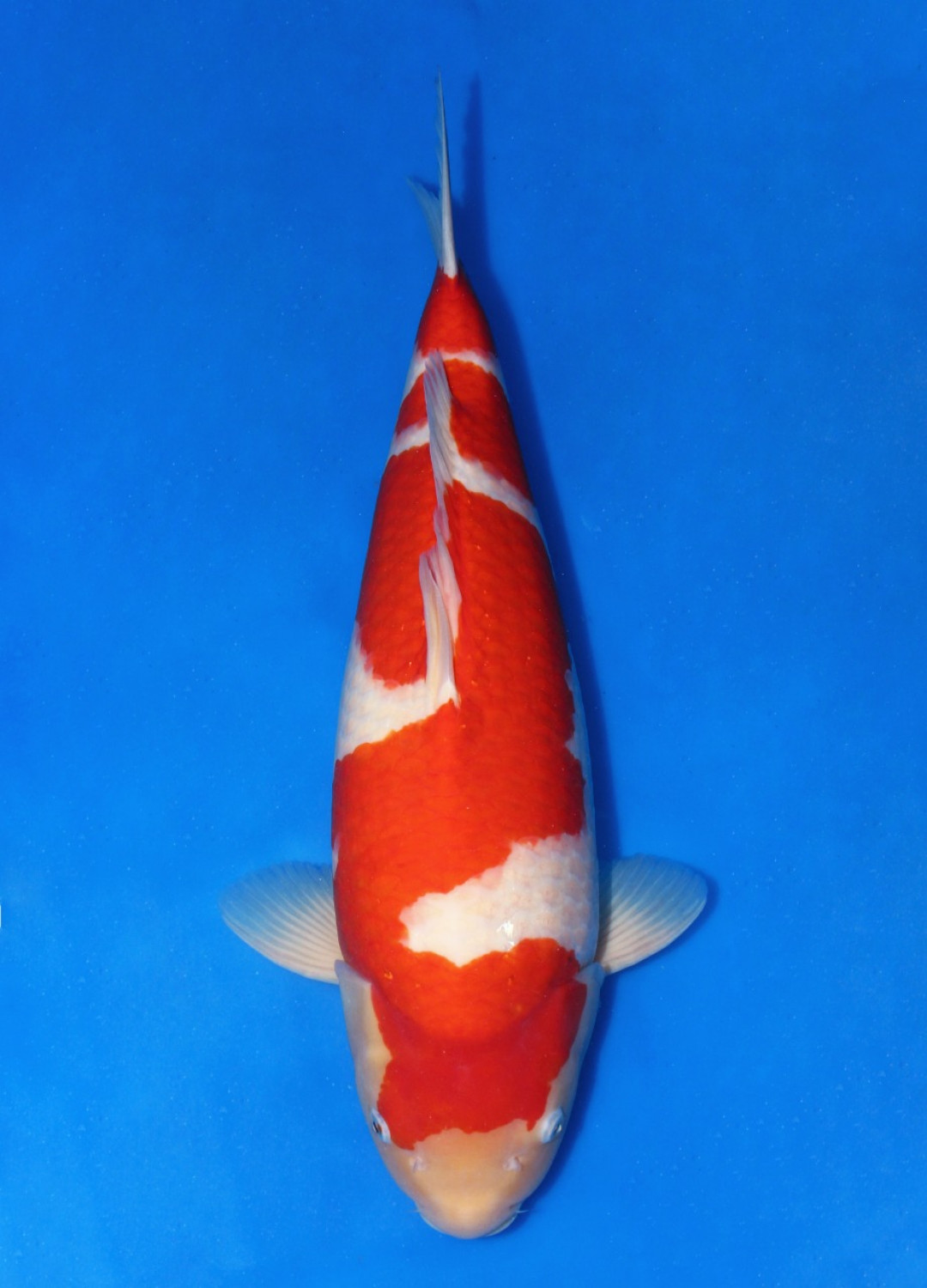 Juara 2