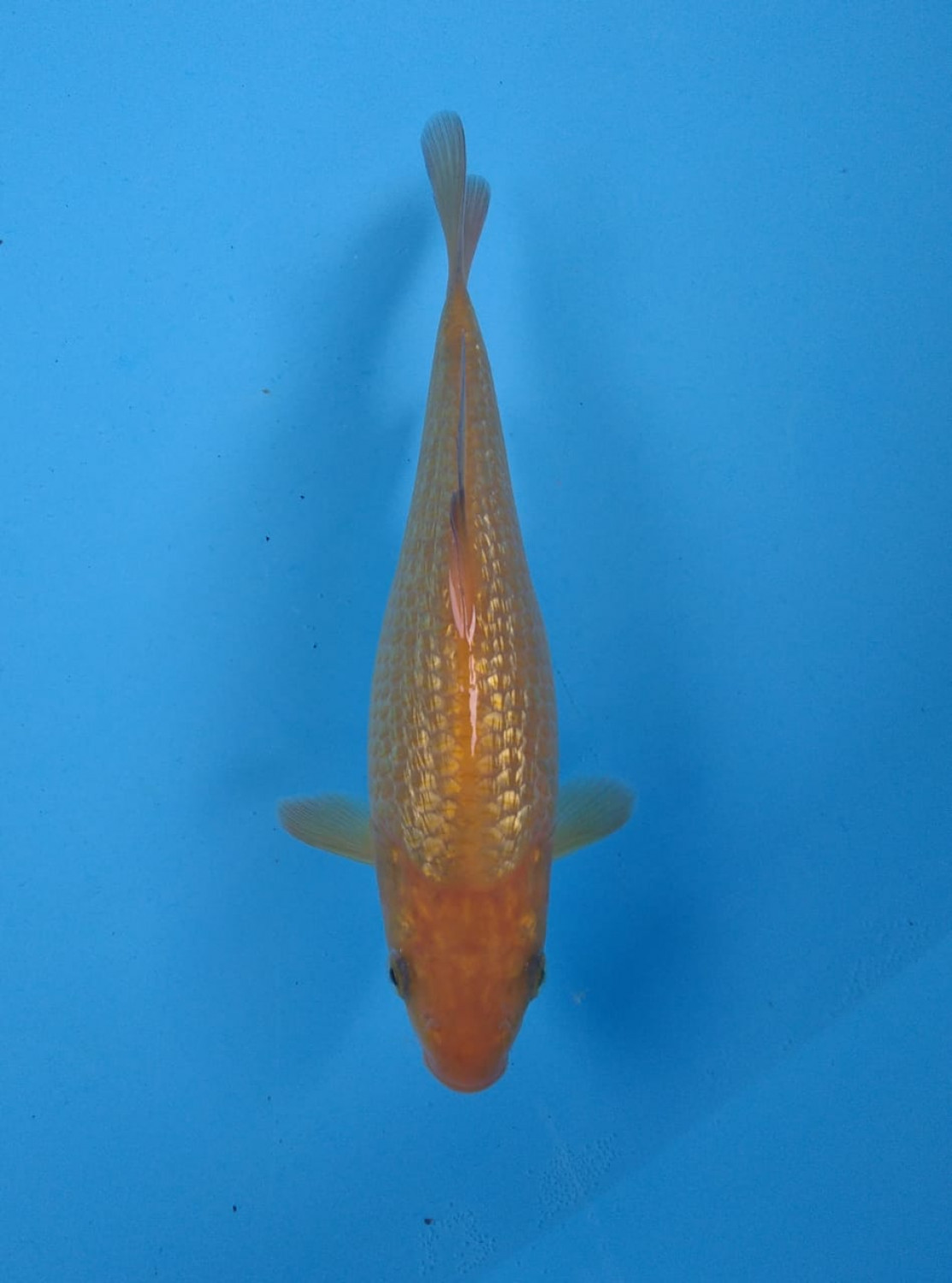Juara 1